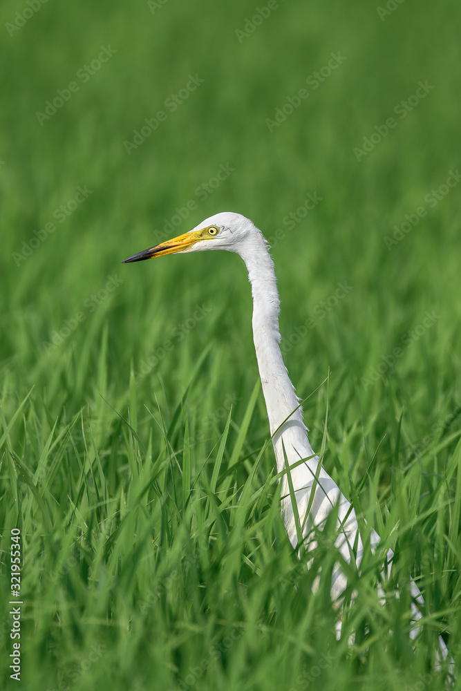 white egret hiding in a green rice field and looking for a prey white egret hiding in a green rice field and looking for a prey