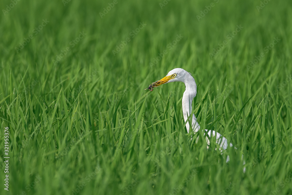 white egret hiding in a green rice field and looking for a prey white egret hiding in a green rice field and looking for a prey