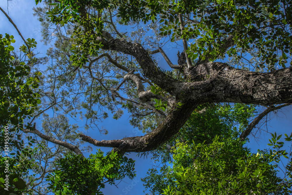 Obraz premium tree on a background of blue sky