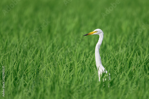 white egret hiding in a green rice field and looking for a prey