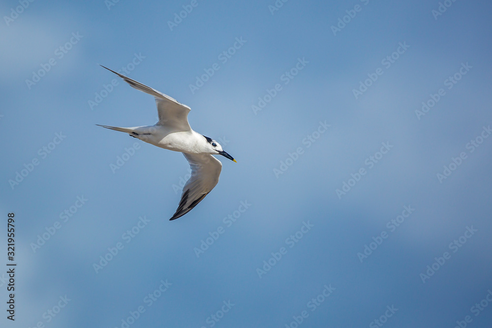 Sandwich tern Sandwich tern