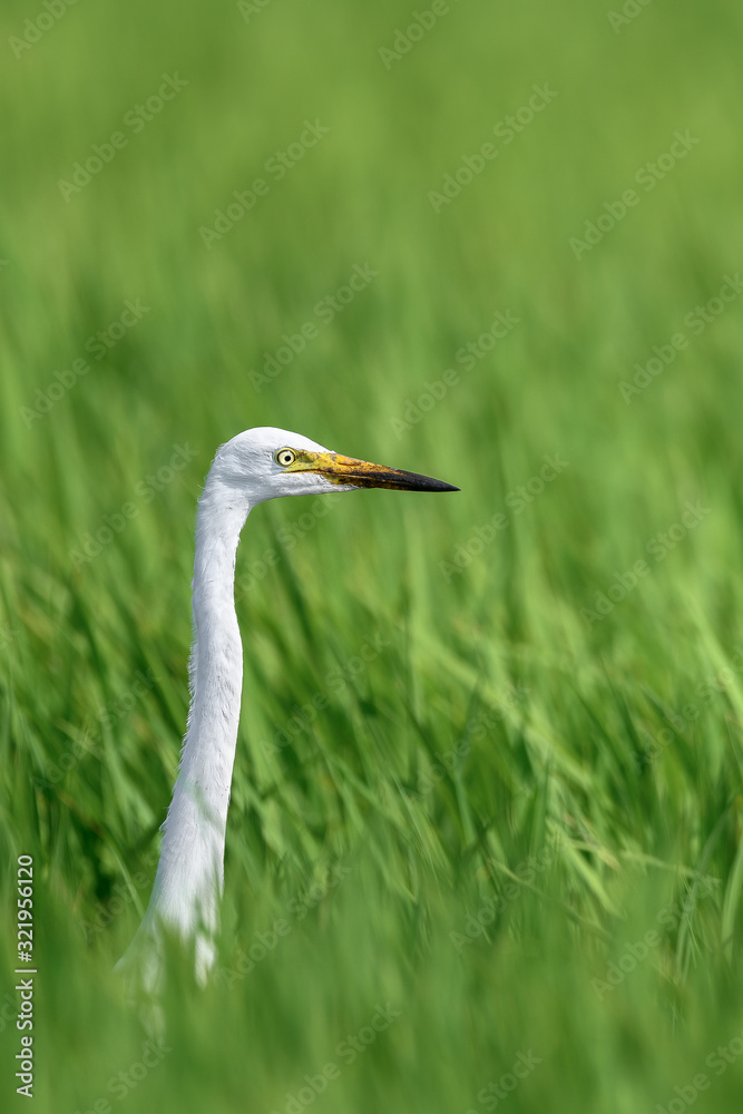 white egret hiding in a green rice field and looking for a prey white egret hiding in a green rice field and looking for a prey