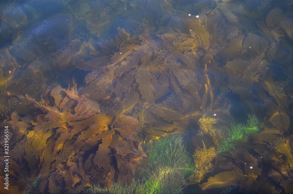 Seaweed growing in shallow water in Sydney Harbor Australia Seaweed growing in shallow water in Sydney Harbor Australia