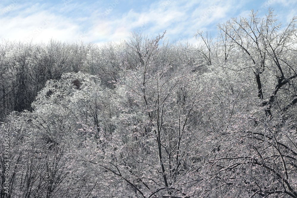 Winter view in Montreal, Canada, near the Mount Royal mountain covered by forest (a natural park) with ice-covered trees after icy rain. Winter view in Montreal, Canada, near the Mount Royal mountain covered by forest (a natural park) with ice-covered trees after icy rain.