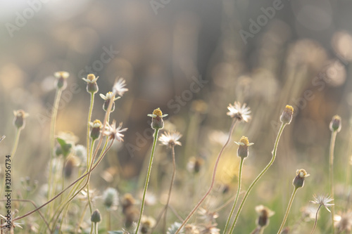 flower grass field and sunlight at summer time
