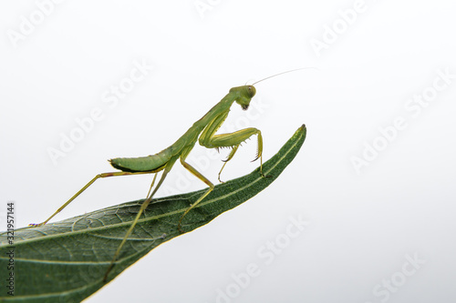 tiny praying mantis baby on a leaf isolated
