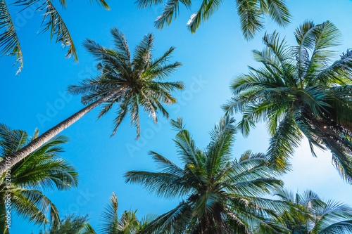 Beautiful nature scenic landscape coconut palm tree in sunny blue sky background, Low angle view coconut trees leaf in tropical jungle forest Thailand beach for summer holiday outdoor vacation banner
