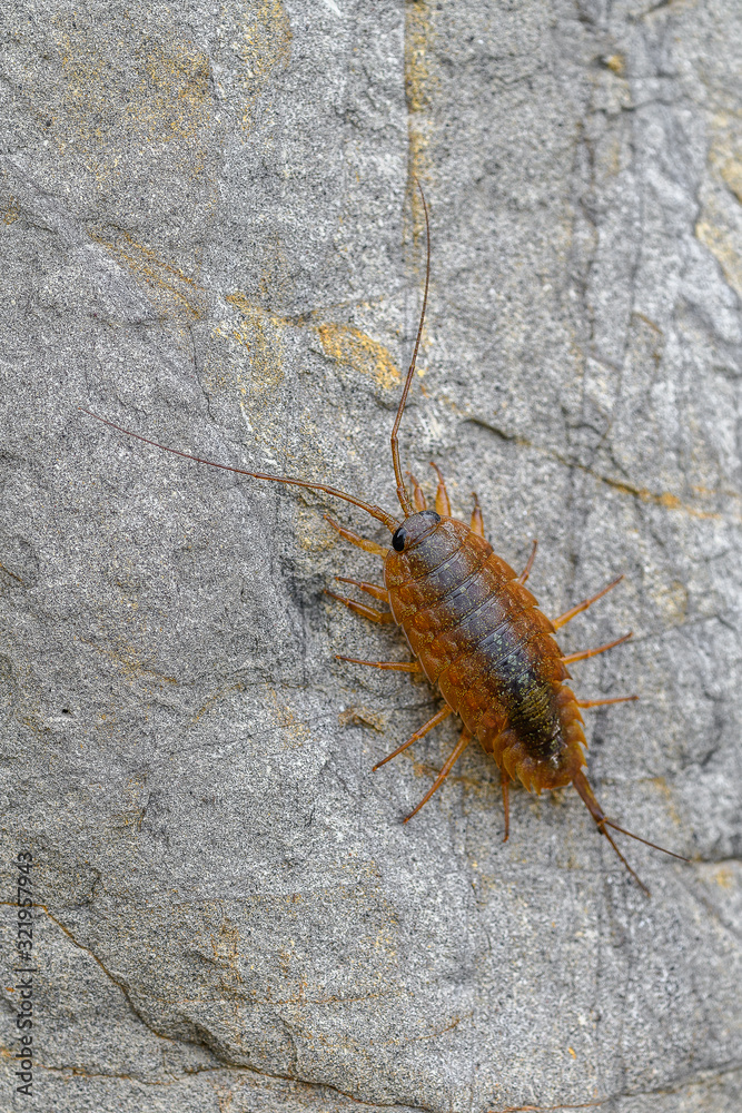 Orange Ligia exotica, also called sea roach or wharf roach Orange Ligia exotica, also called sea roach or wharf roach