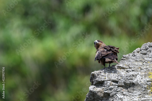 black kite standing on a rock © Godimus Michel