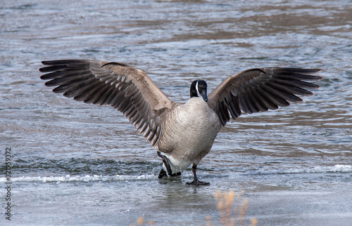 goose in flight © James