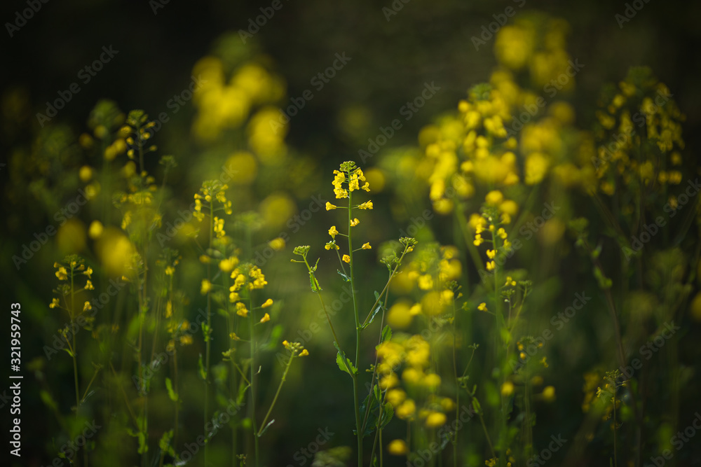Obraz premium 木漏れ日に照らされる菜の花