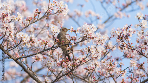 桜の花の蜜を吸うヒヨドリ