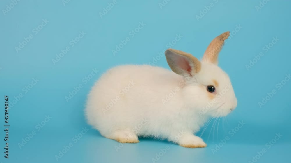 Adorable little white bunny rabbit stay and then go to right side on blue screen background. Adorable little white bunny rabbit stay and then go to right side on blue screen background.