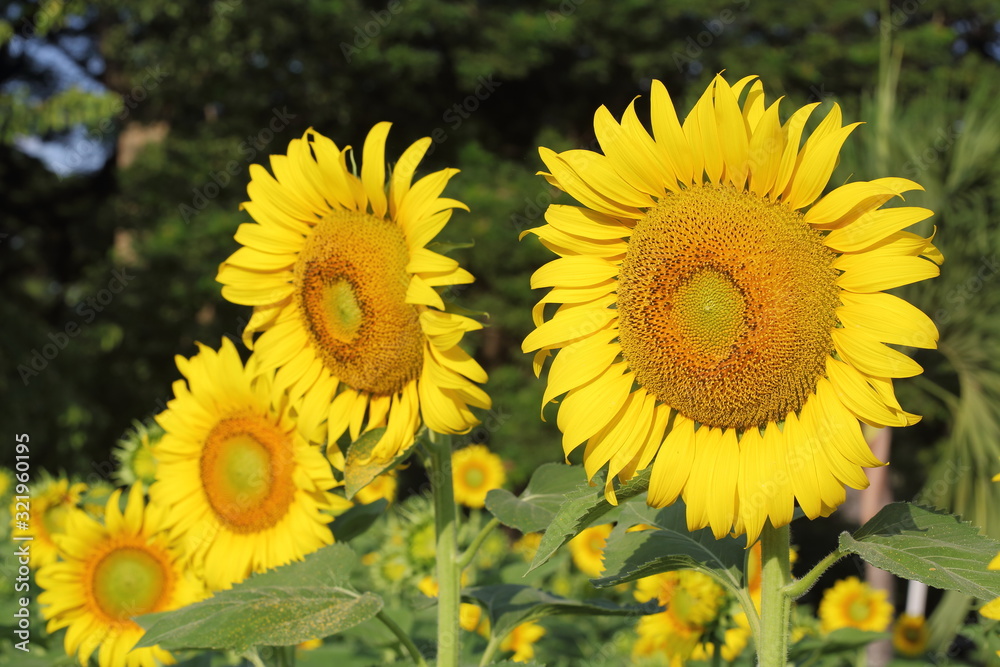 Fototapeta premium beautiful sunflower blossom blooming in nature