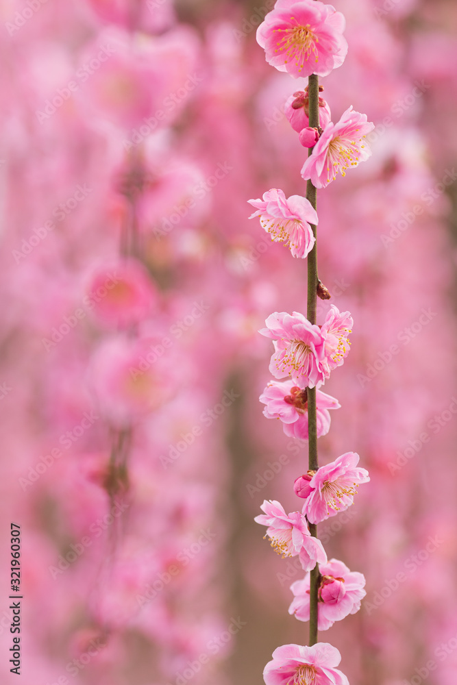 Obraz premium 枝垂れ梅の花