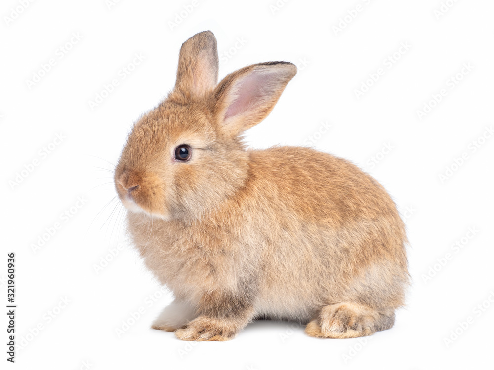 Side view of brown cute baby rabbit sitting isolated on white background.