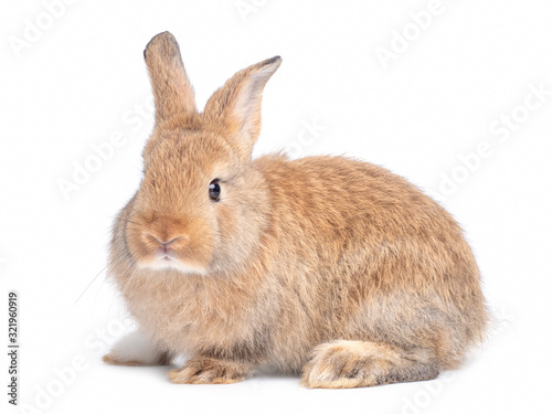 Brown cute young rabbit isolated on white background. Lovely young rabbit sitting.	