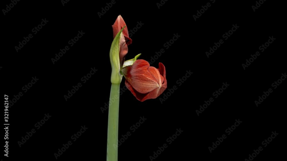 Timelapse of Amaryllis flower blooming on black background Timelapse of Amaryllis flower blooming on black background