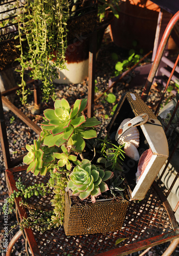 succulent chest photo