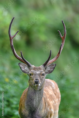 male sika deer portrait © Godimus Michel