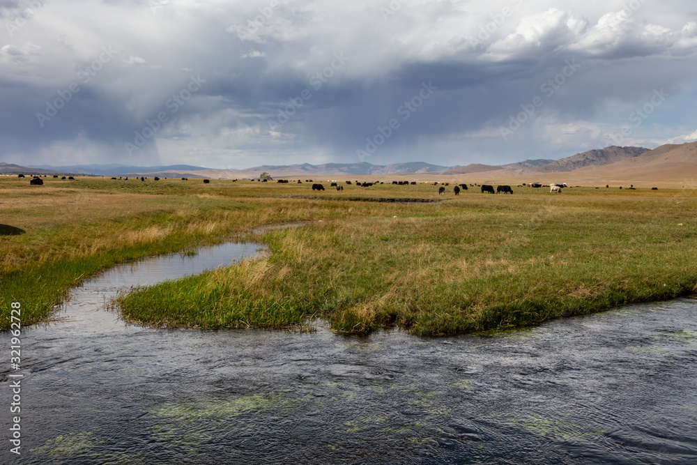 The Chuluut River flow through the mongolian steppe, under rainy clouds with  a herd of cattle in the background, The beautiful landscape of Mongolia. Cows graze in backround. 