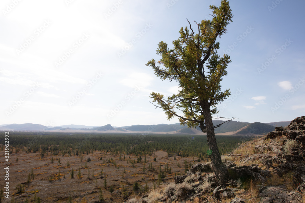 A single barre tree and stony ground near the extinct volcano Khorgo . The barren but beautiful landscape of central Mongolia in Autumn under Blue sky with white clouds. dying tree on volcano soil A single barre tree and stony ground near the extinct volcano Khorgo . The barren but beautiful landscape of central Mongolia in Autumn under Blue sky with white clouds. dying tree on volcano soil
