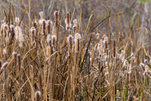 Sea of Cattails