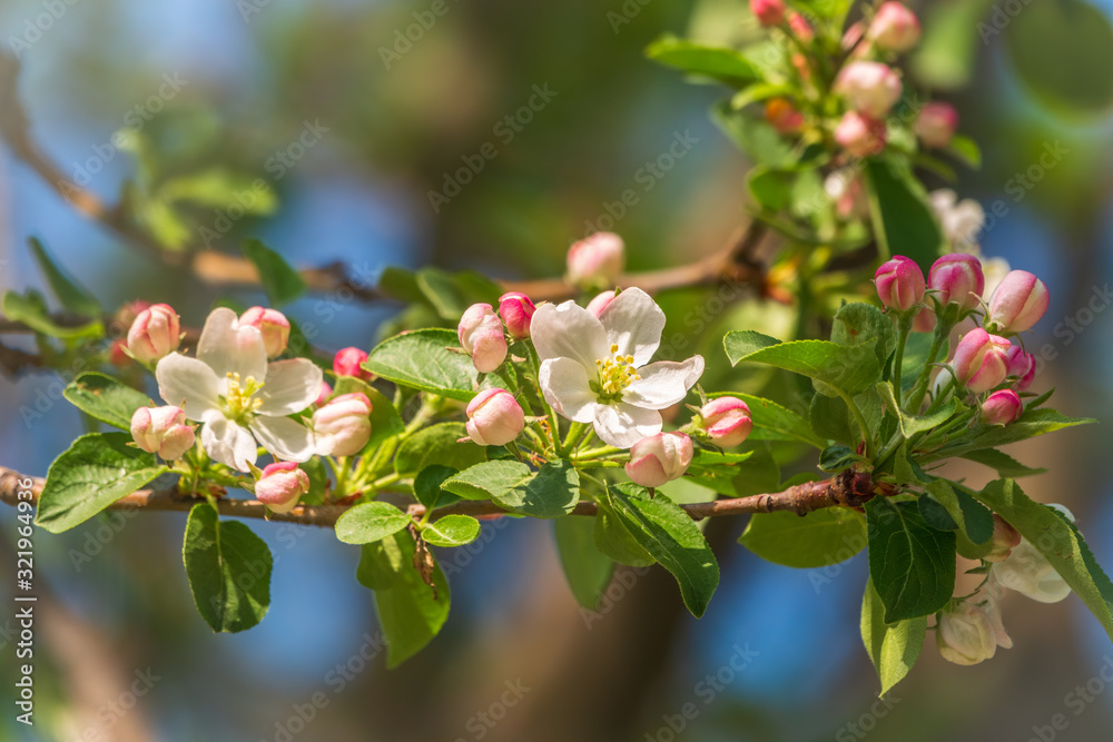 Obraz premium White and pink blossoming flowers of apple trees.