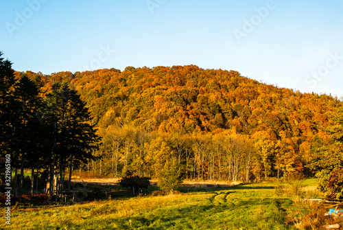 Fototapeta Naklejka Na Ścianę i Meble -  黄葉した森と広い青空