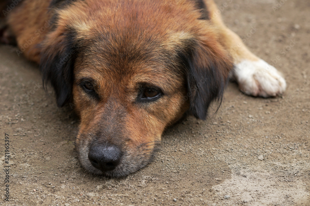 Dog lay on the ground like a dying dog Dog lay on the ground like a dying dog