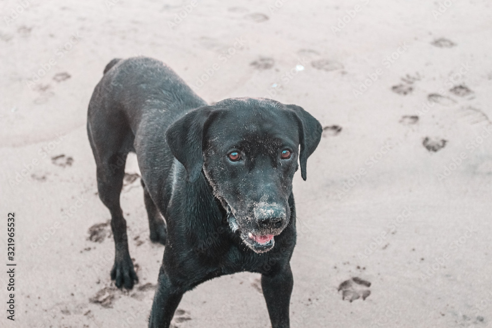 Dog playing on the beach Dog playing on the beach