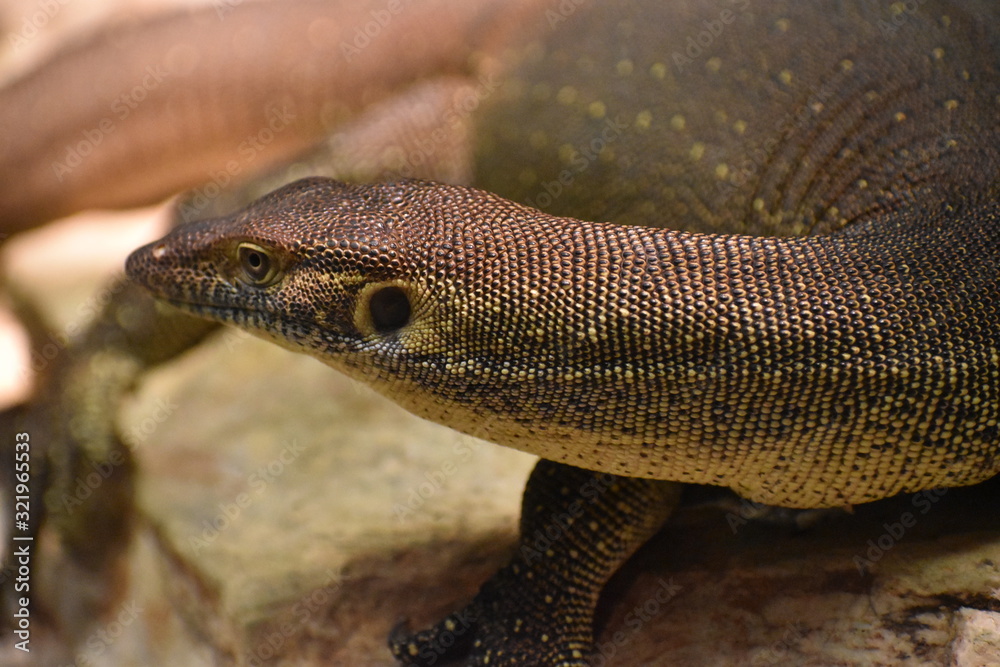 Obraz premium Wild Reptile