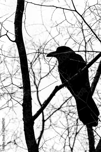 silhouette of crow