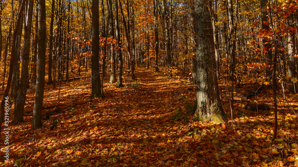 autumn in the forest