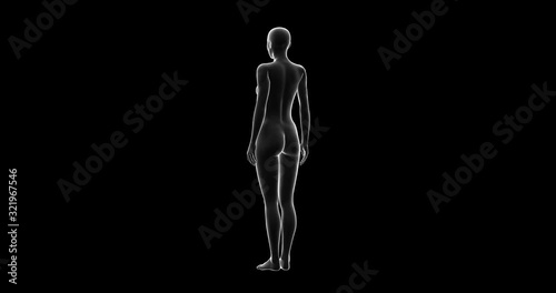 Woman, Female Body 3D Model, Seamless Loop with Transparent Alpha