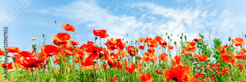 Red poppy flowers on sunny blue sky  poppies spring blossom  green meadow with flowers