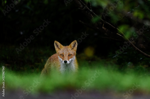 Obraz na plátně Japanese red fox portrait in the night