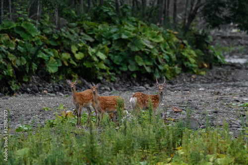 Fototapeta Naklejka Na Ścianę i Meble -  group of yezo sika deer near the river