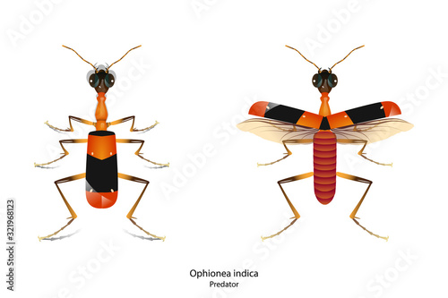 Ophionea indica object vector on white background.isolated,Be insect that Predator other that eat Farmers' products.This Graphic for agriculture,education,science,graphic design,art work.