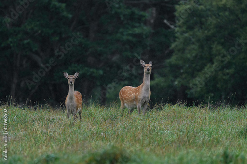 yezo sika deer doe and fawn together in the forest