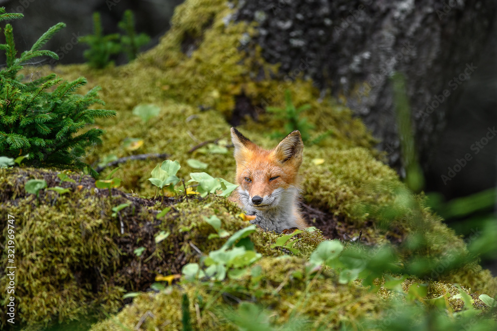 sleepy japanese red fox resting on a mossy tree stump