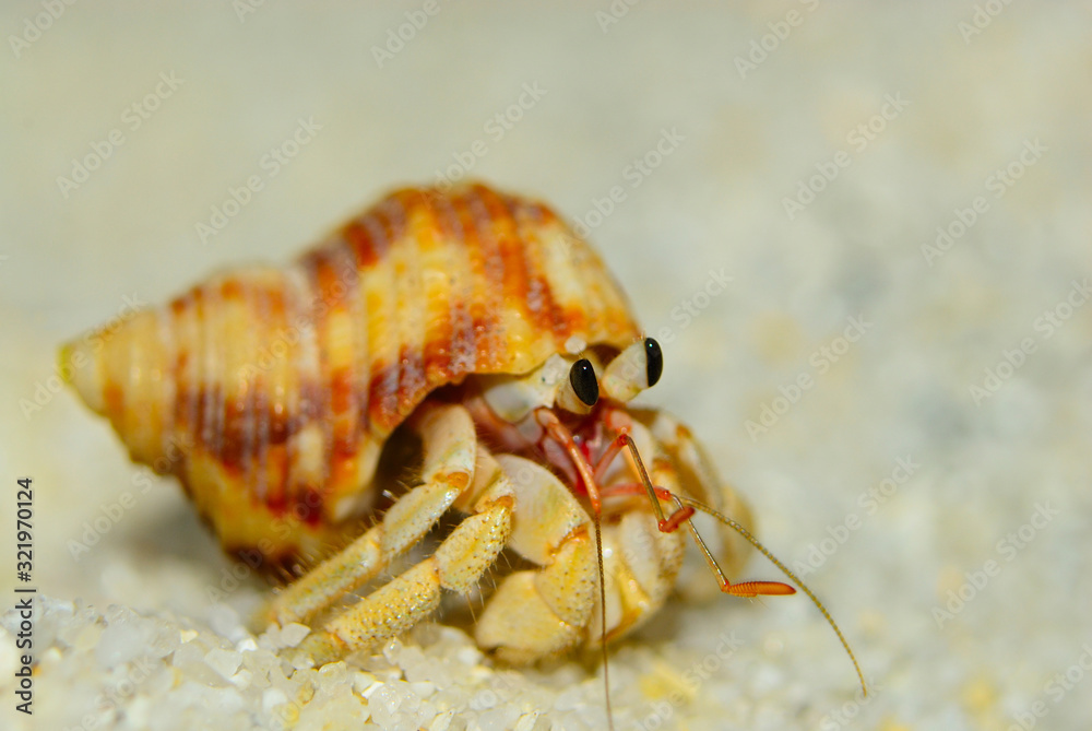 Hermit crabs strolling on the white sand beach,at Ko Adang, Satun province, Thailand. It uses empty shells to hide one's self and living.