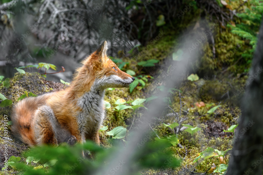 Obraz premium japanese red fox standing on a mossy tree stump