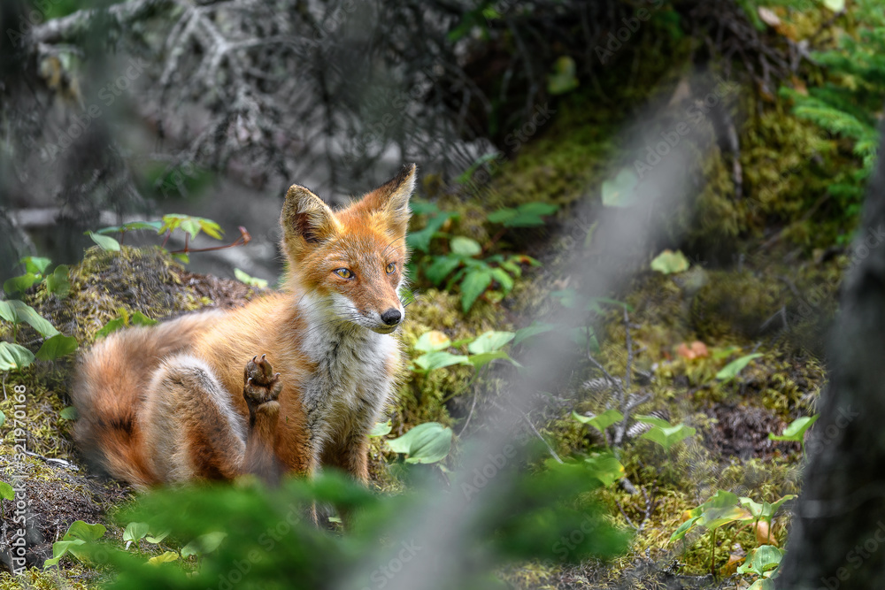 japanese red fox standing on a mossy tree stump
