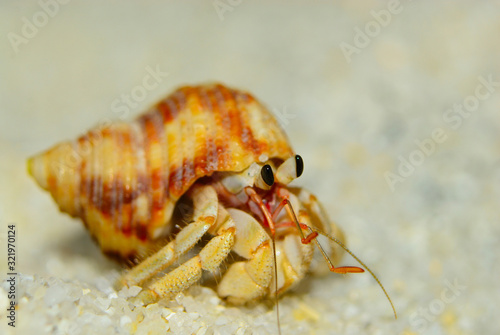 Hermit crabs strolling on the white sand beach,at Ko Adang, Satun province, Thailand. It uses empty shells to hide one's self and living.