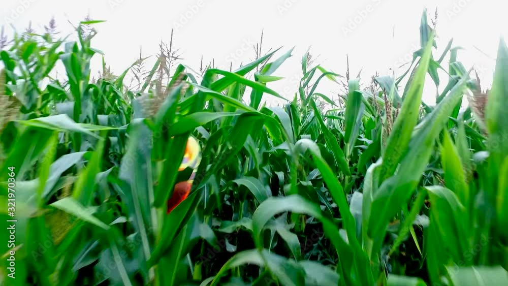 Farmer walking into tall green corn field crops and disappears Farmer walking into tall green corn field crops and disappears