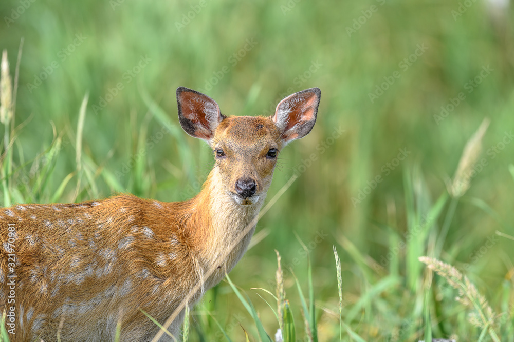 Japanese sika deer fawn close up portrait Japanese sika deer fawn close up portrait