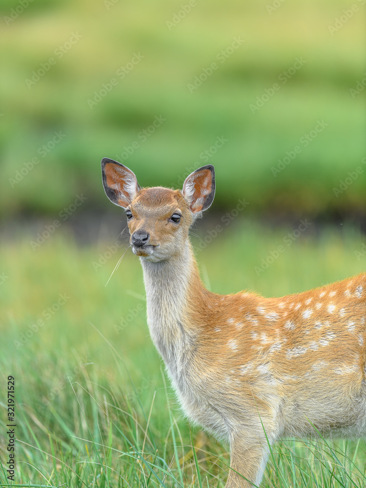 Japanese sika deer fawn close up portrait