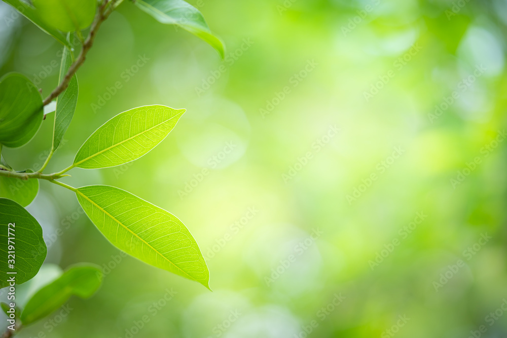 Closeup nature view of green leaf on greenery blurred background under sunlight in garden with copy space for text. Natural green plant landscape for ecology and fresh wallpaper concept. Closeup nature view of green leaf on greenery blurred background under sunlight in garden with copy space for text. Natural green plant landscape for ecology and fresh wallpaper concept.