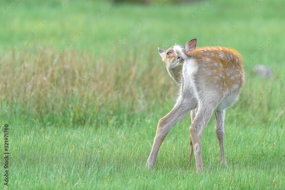 Japanese sika deer fawn grabing its tail Japanese sika deer fawn grabing its tail